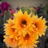 Sandys Gardens