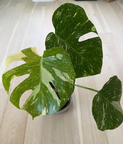Monstera Thai constellation in 10 inch pot
