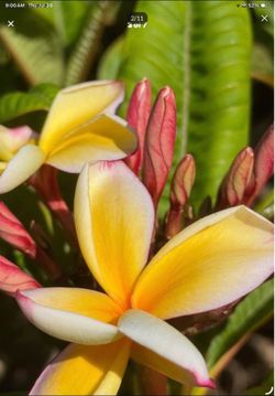 Plumeria cuttings. Lots of sizes and colors. Cuttings start at $10. Small to instant tree come by and we can cut what you need