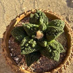 Ariocarpus Super Godzilla Rare Cactus Succulent Plant 