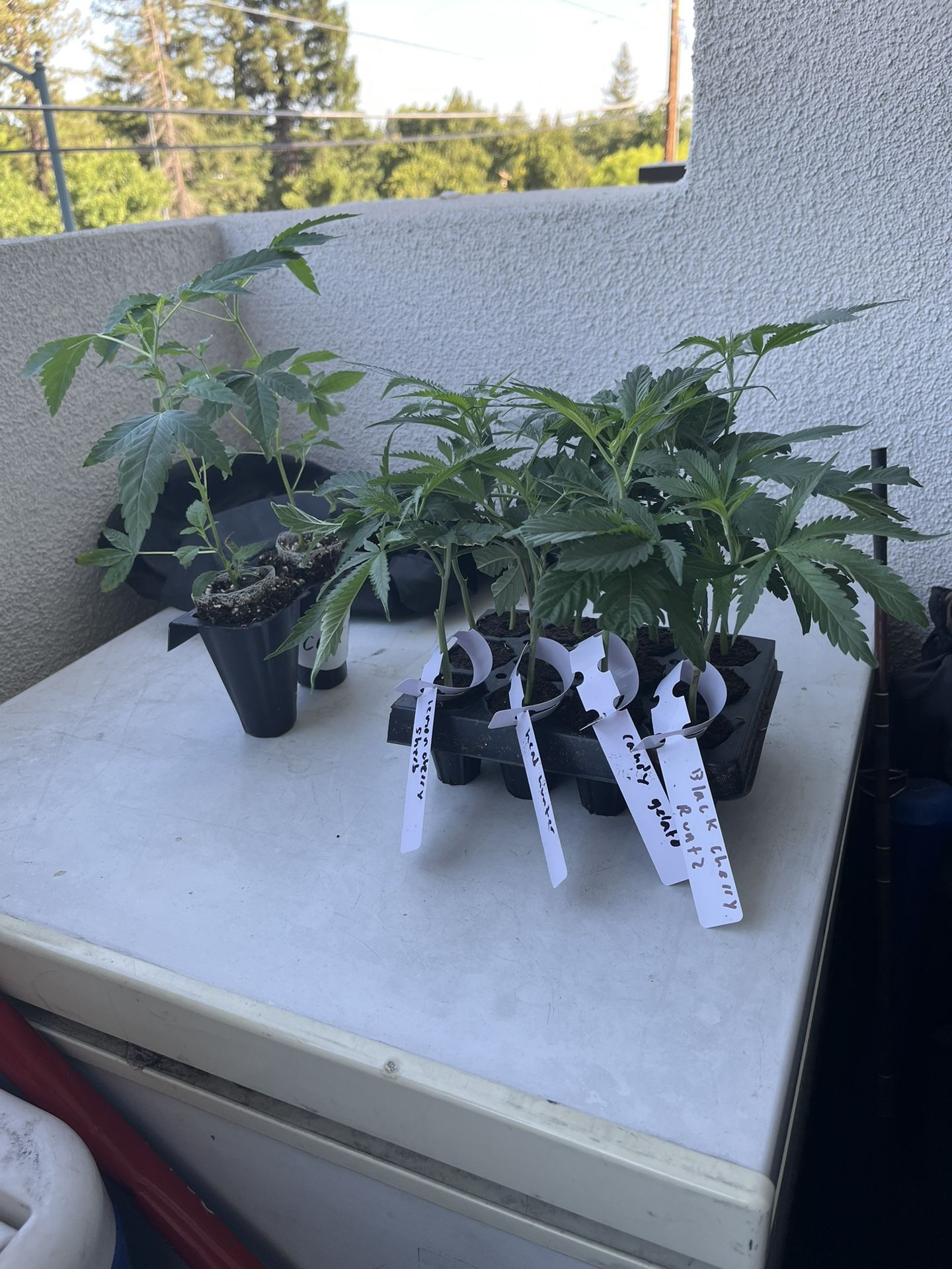 Tomato Plants