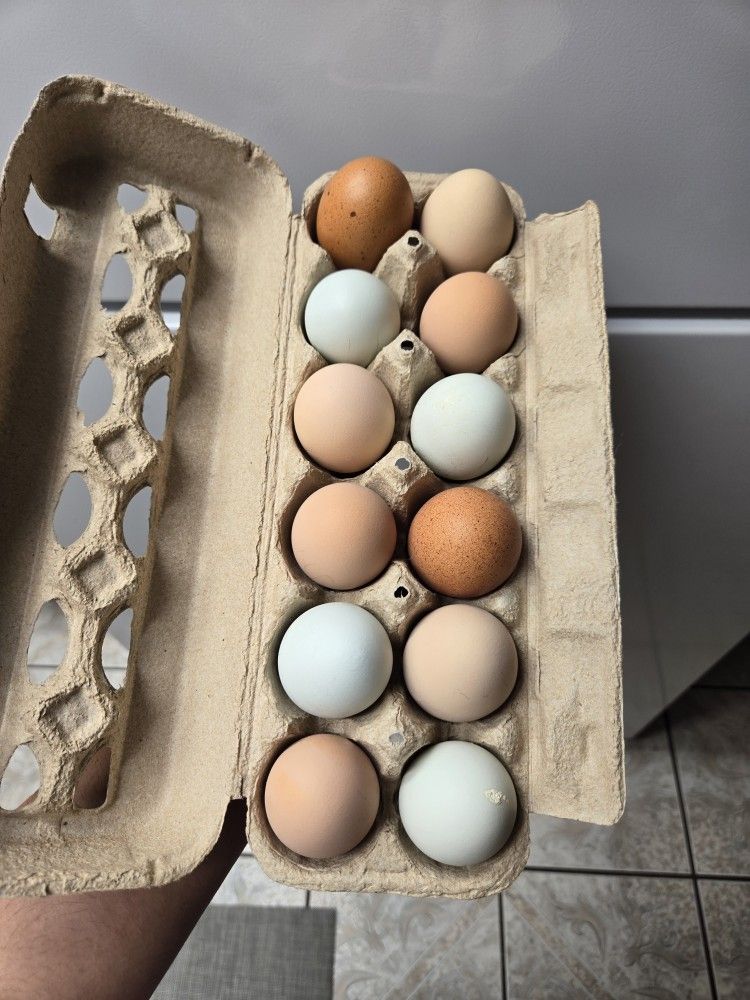 Organic Eggs