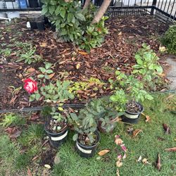 Rose Bushes Last 4 Pots Beautiful Semiannual 