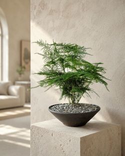 Asparagus Fern (Handmade Planter Included) #BB1 (Local LA Seller)