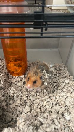 Hamster cage