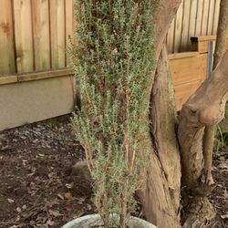 Bonsai Tree With The Old  Pot 