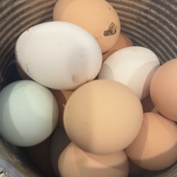 Chicken EGGS For Sale