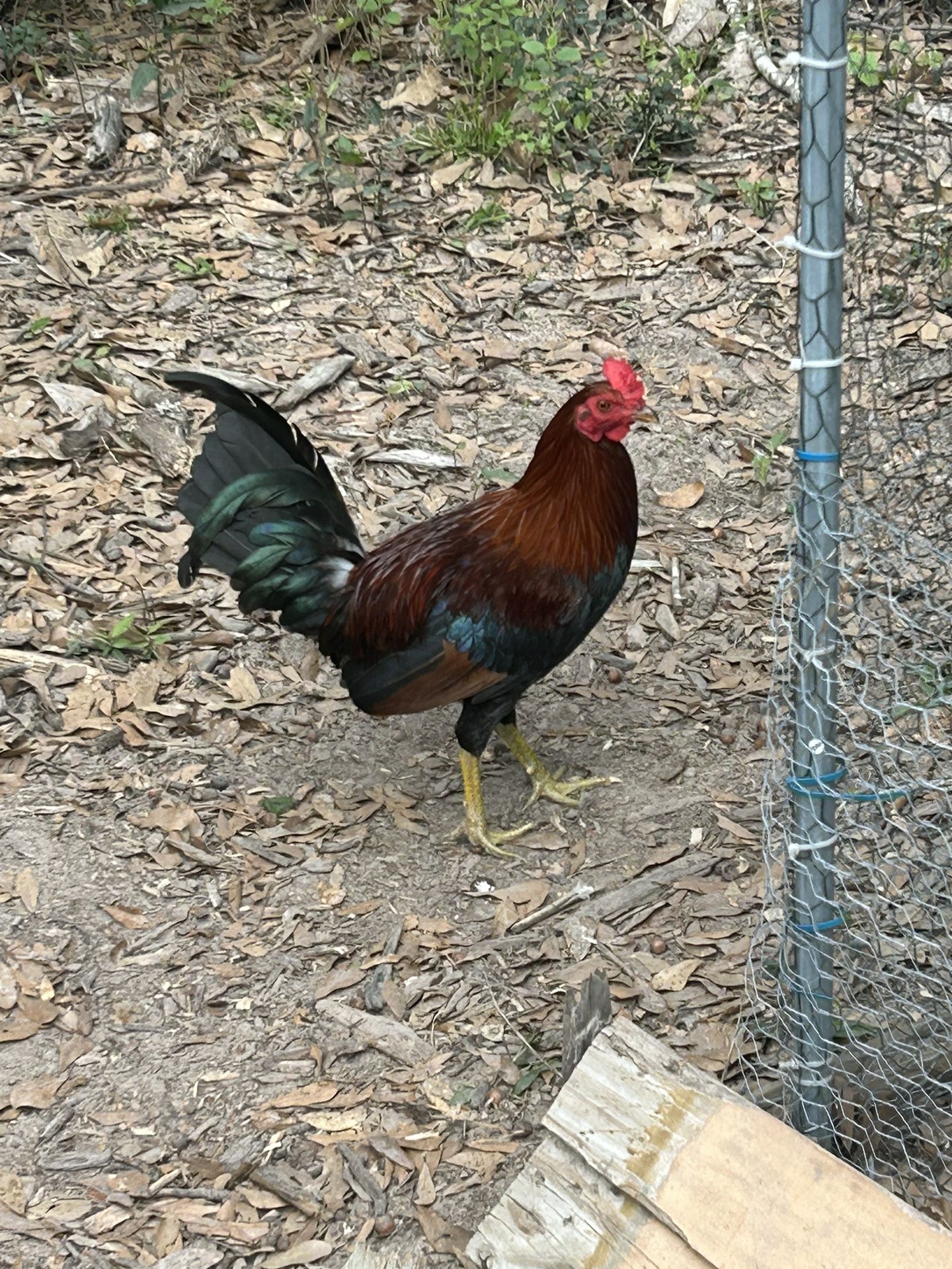 American Game Fowl Rooster