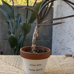 Aloe You Vera Much Pot