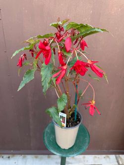 4” begonia boliviana