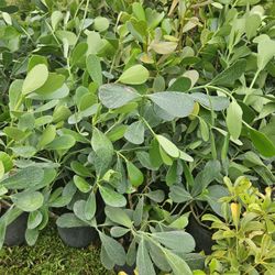 clusias only$ 11 best  in town Instant Privacy Hedge For Fence Green Full 