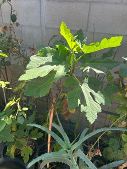 Arbol de higo