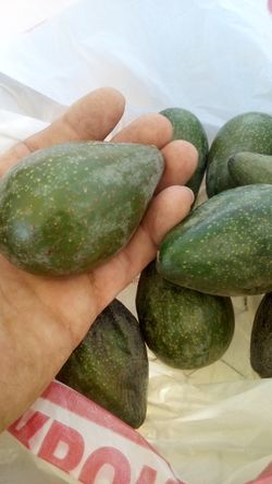 🥑Avocados(Fuerte) Aguacate