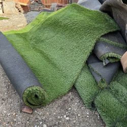 Turf Grass