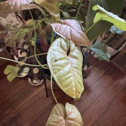 Beautiful Syngonium
