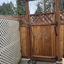 Italian Organic plums plants