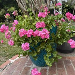 Lager Ceramic Blue Pots With Blooming Flowers 