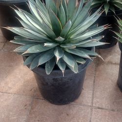 Agaves In Chino All Sizes