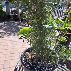 Plantas