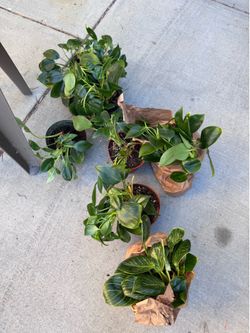Small plants
