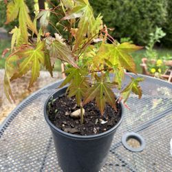Maple Plant