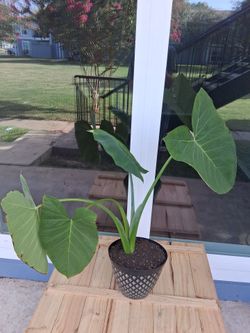Elephant Ear Garden Plant