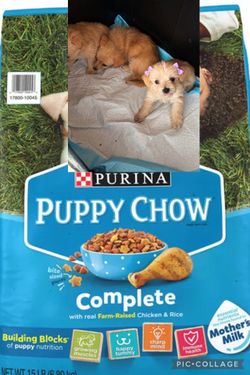 Dog food