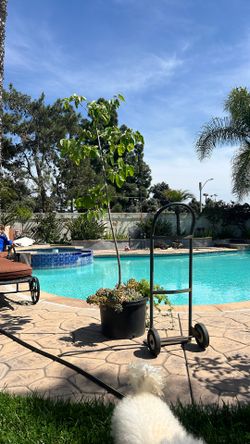 Persian White Mulberry Self Fruitful 20 Gallons 6,5 ft Succulents In Pot