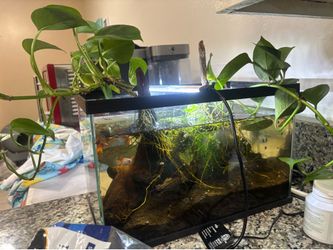 Bioactive no filter fish tank