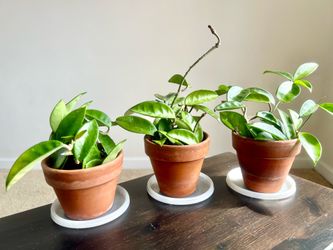 Potted Plants: Hoya Splash ($10 each)