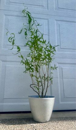 Curly Willow Tree
