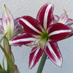 Amaryllis, Hippeastrum Blooming Plant, In 6 Inch Pot Pick Up only