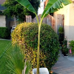 vástago de 🍌 mide 56 pugadas