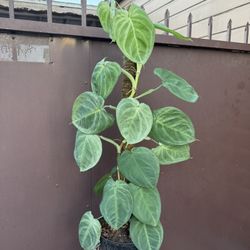 8” Syngonium Ice Frost Variegated 