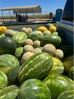Watermelon 5 to $10 each