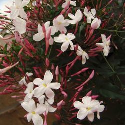 Rose Jasmine- Jasminum polyanthum pink