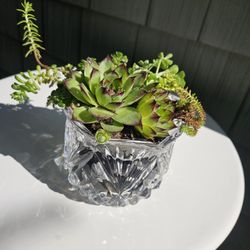Garden Decoration Whis Plants Succulent In France Glass Vase 
