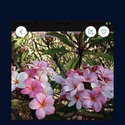  Plumeria Plant In  3?Gal Pot Assorted Colors