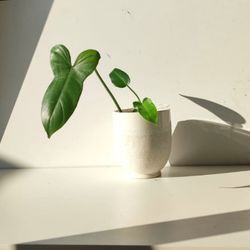 Rare Aroid Philodendron Golden Dragon Plant/ Indoor Plant/ House Plant/ Indoor Plant Flower Patio Garden 