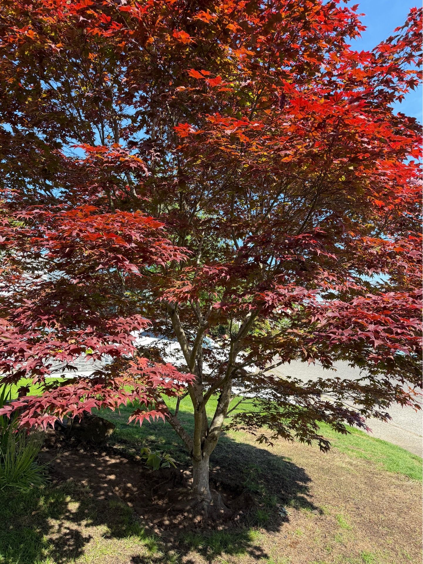 FREE - 10’ x 10 ‘10 yr growth red leaf jap maple tree