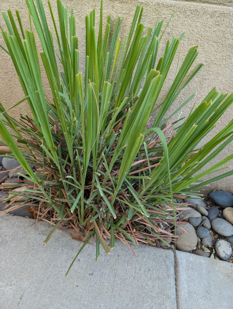 Homegrown Lemongrass No Pesticide Used