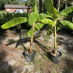Banana Plants 