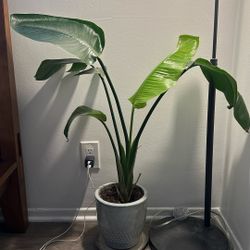 3 Ft Tall Indoor Plant With Pot