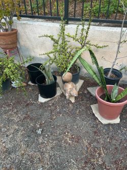 Large elephant plant