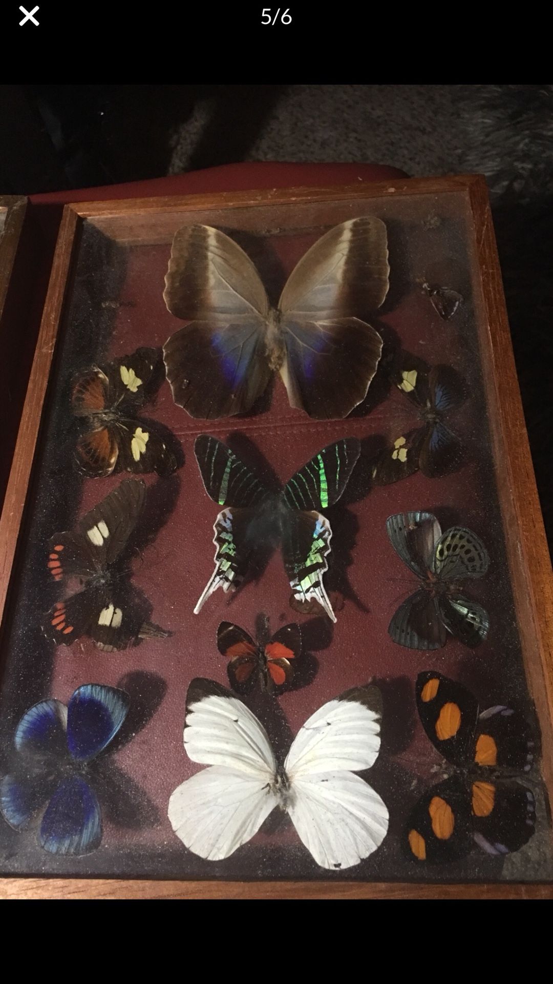 Framed glass real butterfly collection