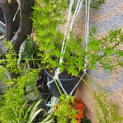 Asparagus Fern $10-$15