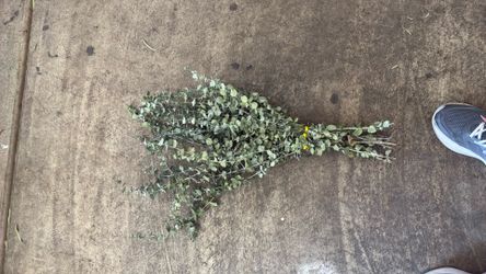 Dried Baby Spiral Eucalyptus