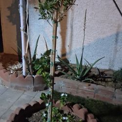 Ficus.tree Still  Young..