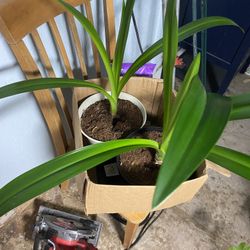 Spider Lilies