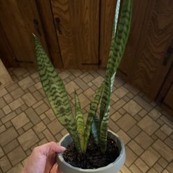 Snake Plant / Mother In Laws Tongue